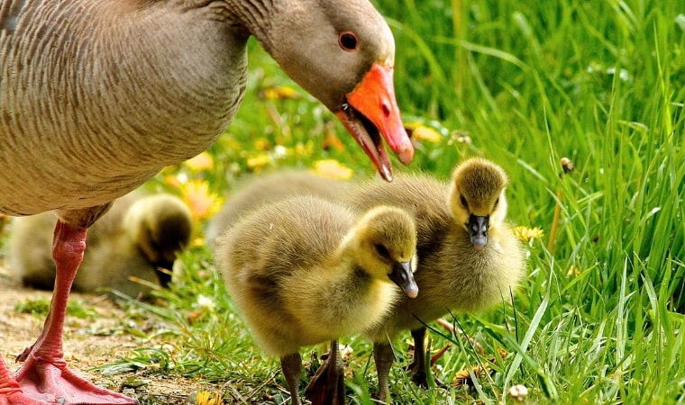 baby ducklings for a teachable moment