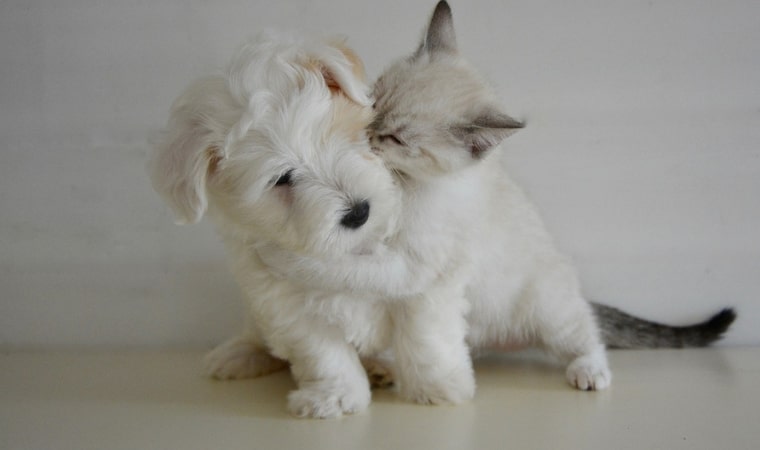puppy and kitten playing together for a teachable moment