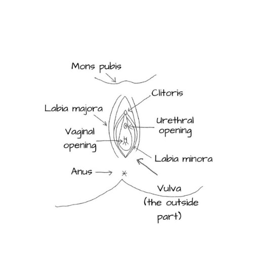 diagram of female reproductive anatomy