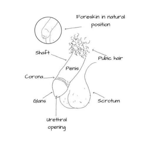 diagram of male reproductive anatomy